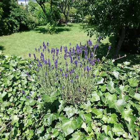 Apartmán In Langewiese Sauerland With Garden
